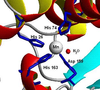 b) Centrum aktywne dysmutazy ponadtlenkowe (SOD). Nie zawsze jednak dysponuje się strukturą 3D receptor - ligand, która dostarcza dokładnej informacji o położeniu i budowie miejsca wiążącego.