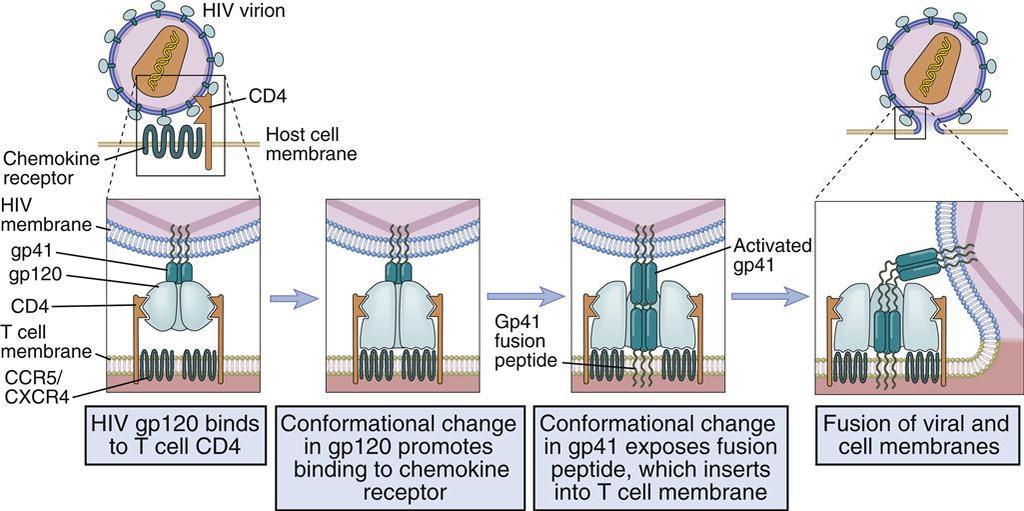 Mechanizm wnikania wirusa HIV do komórki Cząsteczka CD4 rozpoznawana jest przez białko otoczkowe wirusa gp120.