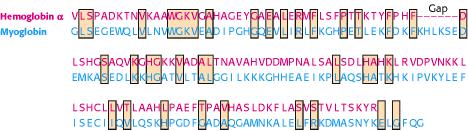 Bioinformatyka -9 Jakość dopasowań zestawienia sekwencji z przerwami, zliczanie identycznych 8 identyczne aminokwasy we fragmencie o długości 48 5.9% identycznych aminokwasów.