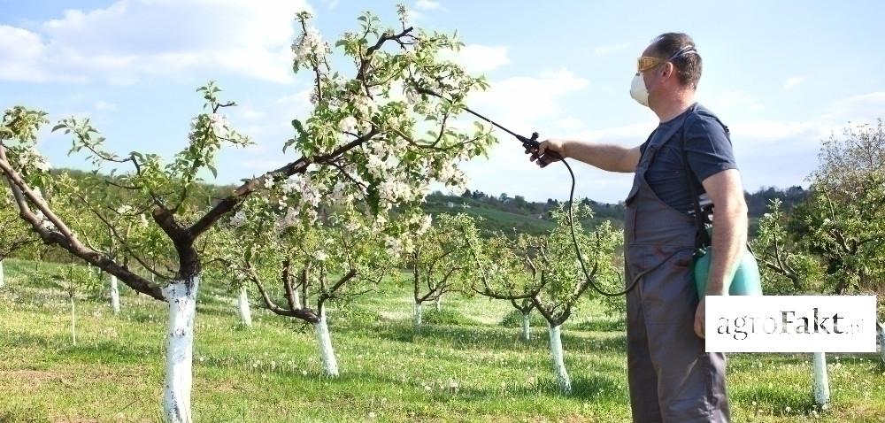 Szkodniki sadów w natarciu - pora na ochronę Autor: Tomasz Kodłubański Data: 21 maja 2017 Od przebiegu pogody w kwietniu i maju oraz ochrony drzew owocowych przed szkodnikami w tym okresie, w dużej