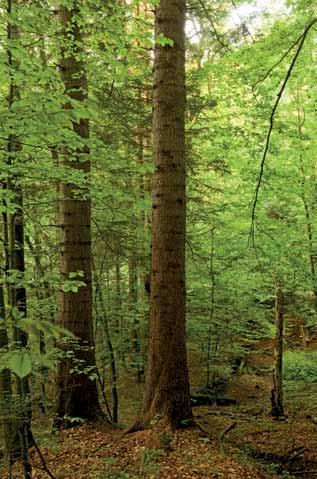 Skład gatunkowy i struktura lasów Bieszczadzkiego Parku Narodowego 121 Ryc. 2. Mieszany drzewostan bukowo-jodłowy. Fig. 2. Beech-fir mi