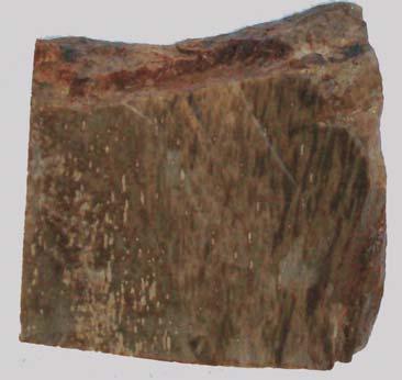 Macroscopic image of Carboniferous mineralised wood from an outcrop near Trutnov (Czech Republic) WYNIKI BADAÑ MINERALOGICZNO-PETROGRAFICZNYCH Badania pod mikroskopem do