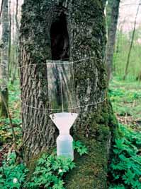 butelki z płynem konserwującym glikolem etylenowym. Wiele gatunków owadów występuje również na lub w martwym drewnie, są to gatunki saproksyliczne.