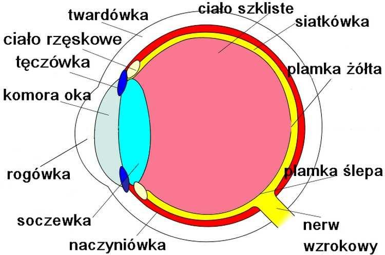 Wzrok i właściwości widzenia informacja wizualna Percepcja barwy