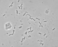 Alicyclobacillus Laseczki beztlenowe Clostridium Bakterie mlekowe Lactobacillus plantarum, Lb.