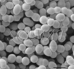 Streptococcus faecalis