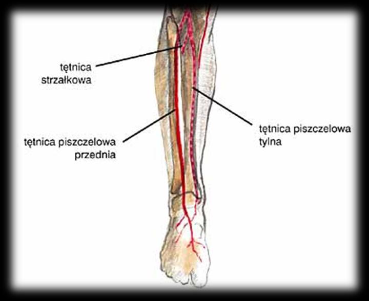 Mięśnie podudzia Źródło: http://www.homunculus.ug.edu.pl/wg/pliki/anatomia/mm_goleni.jpg Przez podudzie przebiegają dwie główne tętnice, będące gałęziami tętnicy podkolanowej, tj.