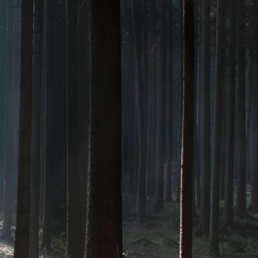 Naszą misją jest produkcja doskonałych podłóg drewnianych W kwestii najwyższej