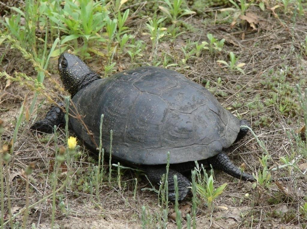 Stanowisko systematyczne Żółw błotny Emys orbicularis jest gadem z rzędu żółwi Testudines, rodziny nearktyczne żółwie ziemnowodne - Emydidae (synonim żółwie słodkowodne) i rodzaju