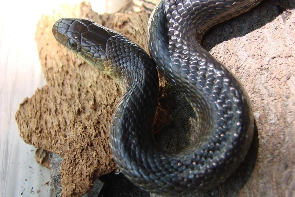 Wąż Eskulapa to największy krajowy gatunek węża, dorastający do 2 m długości (samce są większe od samic dymorfizm płciowy). Ciało węża Eskulapa jest smukłe i gibkie.