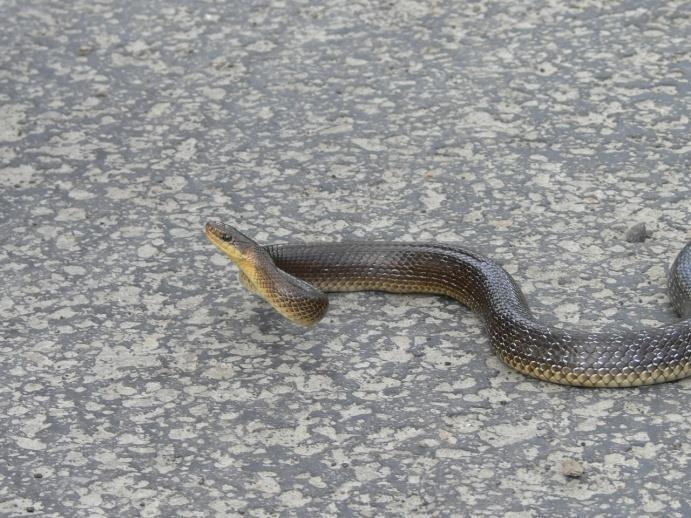 Okres godowy węża Eskulapa przypada zwykle na maj i czerwiec. Aktywne płciowo osobniki są wtedy bardzo pobudzone i intensywnie poruszają się po terenie w poszukiwaniu partnera.