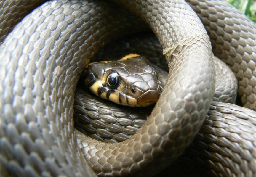 gatunków węży