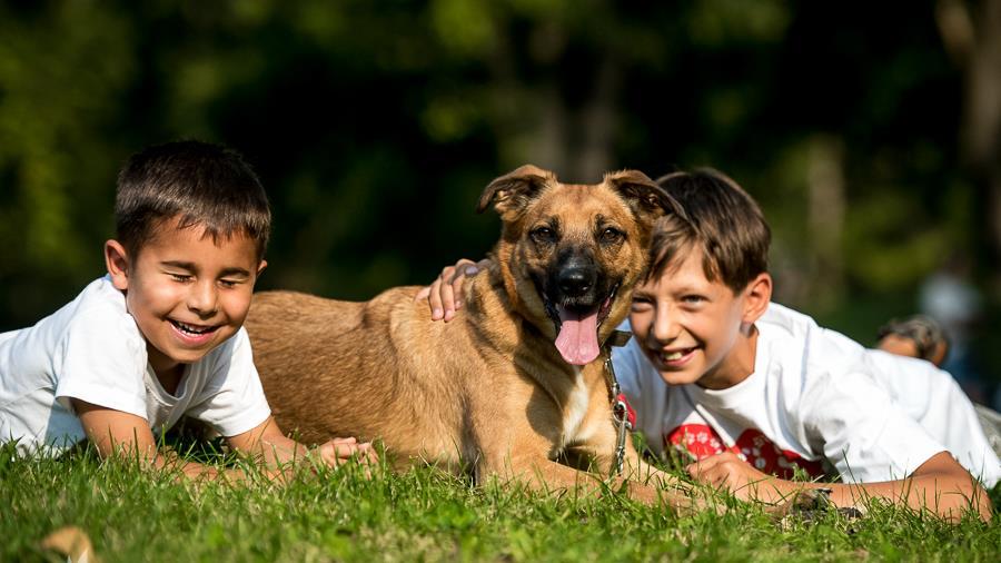 Komu i jak pomagamy na co dzień? Psy chore, bezdomne, zaniedbane mają zapewnioną opiekę weterynaryjną i behawioralną, są socjalizowane.