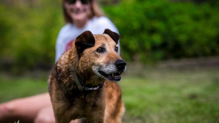 Kto zamieszka w azylu Psy wyciągane z melin, zagłodzone, bite, bezdomne, porzucone. Dla wielu z nich udaje się znaleźć cudowne domy, takie już na zawsze.