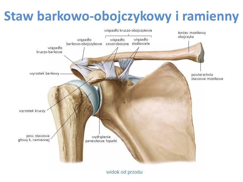 Składowe anatomiczne stawu barkowego Staw ramienny