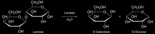 węglowodany Laktoza https://pl.wikipedia.