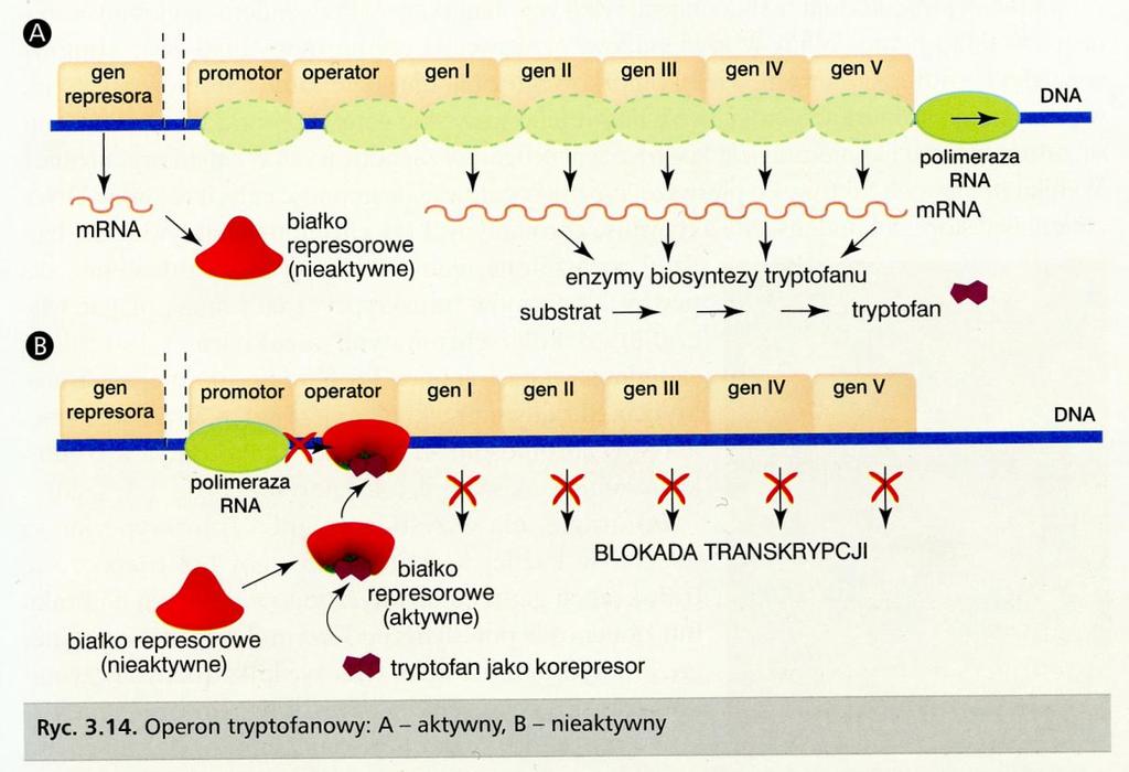 Operon tryptofanowy