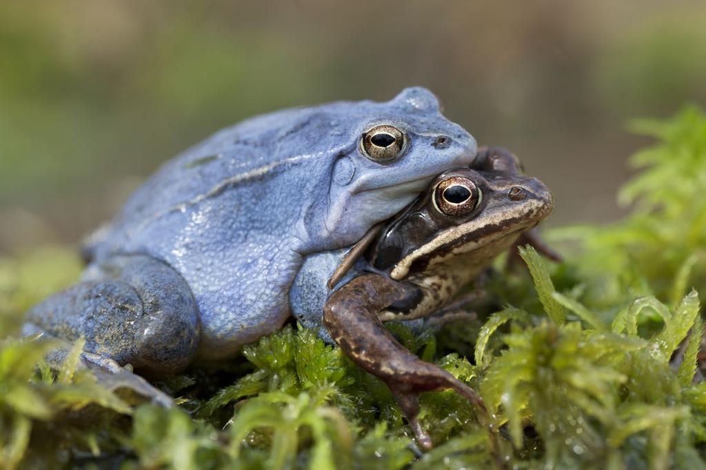 Żabowate Żaba moczarowa Wygląd i cechy charakterystyczne: wyglądem bardzo przypomina żabę trawną, jednak samce wydają odmienny głos.