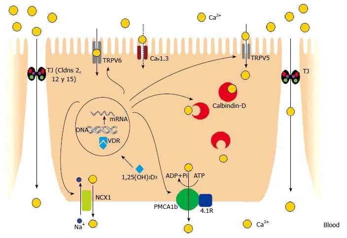 Mechanizmy jelitowej absorpcji wapnia TRPV6/5-nabłonkowe kanały wapniowe, Cldns-klaudyny, VDR-jądrowy