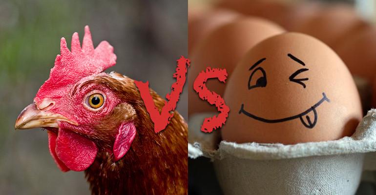 CO BYŁO PIERWSZE: JAJKO CZY KURA? Pytanie o to, co było pierwsze, jajko czy kura zadał już Arystoteles.