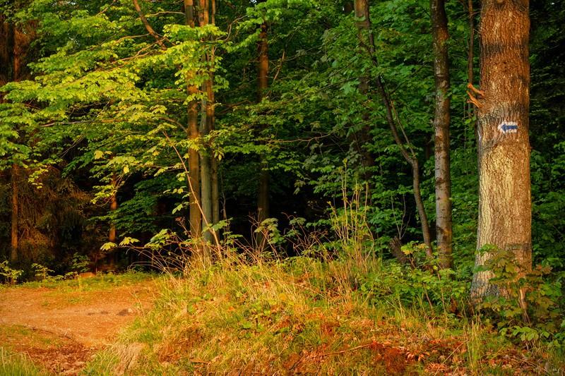 bielonej chaty, w tym miejscu zasadniczo kończymy górski / leśny odcinek szlaku, przed nami pozostało