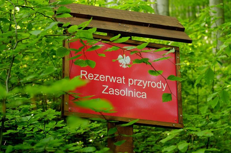 .. W zdecydowanej większości Beskidów czy to Śląskiego, Małego, czy mniej nieco dotyczącego tej kwestii Żywieckiego, dominującym gatunkiem drzew są świerki.