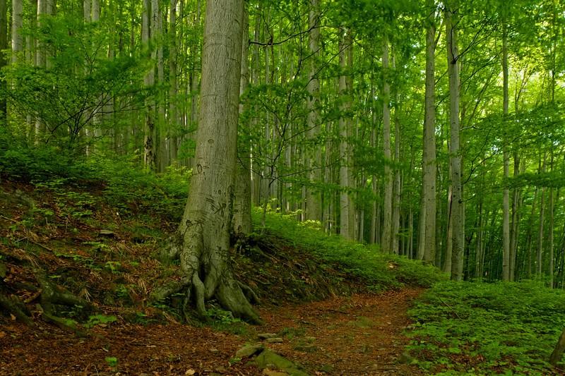 Rezerwatu Przyrody Zasolnica występującym czasem na mapach pod nazwą Rezerwat Buczyna na Zasolnicy, urzeka pierwotnym, zdrowym buczynowym drzewostanem Od wielu dziesięcioleci w miejsce wycinanych