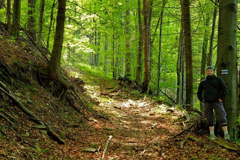 Właśnie te przyczyny, jak i moja najczęstsza obecność w Beskidzie Śląskim, gdzie w większości dominuje świerk, sprawiły że nie mogłem nacieszyć oczu tym pięknym, zdrowym Bukowym lasem, gdzie wiele
