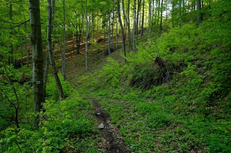 .. po pokonaniu pierwsze podejścia szlak na chwilkę łagodnieje, lekko zakręcając w lewo, by po chwili ponownie wyrwać do góry.