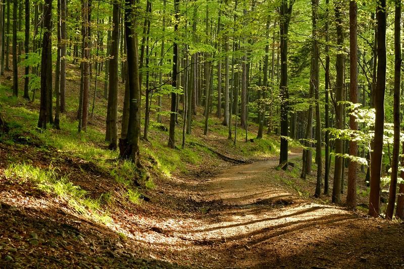 .. / Ostatni odcinek szlaku wiodący przez las, będzie cały czas lekko opadał, zataczając łagodne łuki.