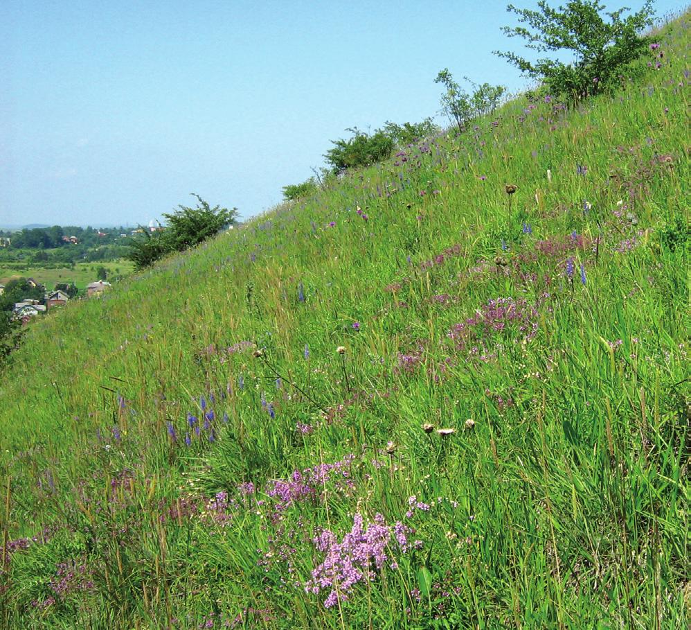 Chrońmy Przyr. Ojcz. rocznik 68, zeszyt 6, 2012 W podziale geobotanicznym Polski opisywany teren leży w granicach krainy Wyżyna Śląska, w okręgu wschodnim (Szafer 1972).