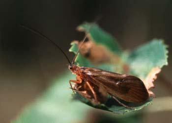 Chruściki (Trichoptera) drobnych zbiorników wodnych okolicy