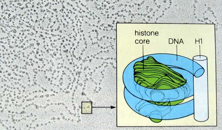Chromatyna ma strukturę ziarnistą Składa się z nukleosomów Nukleosom składa się z