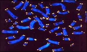 TELOMERY Występują na końcach chromosomów, Specjalne