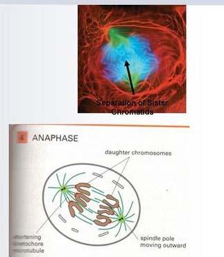 Anafaza Wrzeciono skraca się Chromatydy każdego