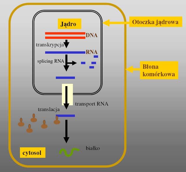 Funkcje jądra Centrum informatyczne komórki Ochrona DNA przed uszkodzeniem