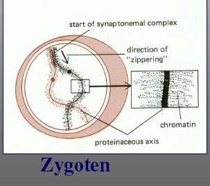 Zygoten Chromosomy homologiczne łączą się w biwalenty (tetrady) za pomocą