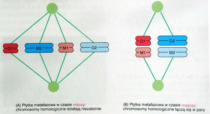 Metafaza