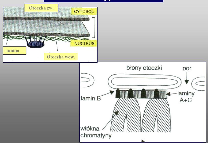 Błona