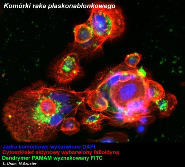 cytotoksyczność, metabolizm mitochondrialny, apoptozę komórek Zbieranie obrazów przy użyciu mikroskopu konfokalnego i