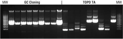 (L, Cw) CH-DI Biotechnologia roślin (W,L) CH-DI