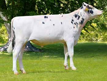 Tracer DE027406 ur. 26.0.204 Hodowca: import z Niemiec TRIBUNE x HEADLINER x OBSERWER 34 Luigi NL77020 ur. 6.03.