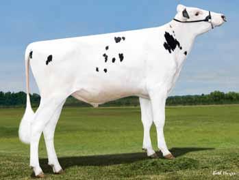 SNIPER US730804 ur. 2.0.20 Hodowca: import z USA kingboy x SYMPATICO x SNOWMAN 4 SOMBER ST PL0032040780 ur. 02.2.20 Hodowca: GR S.