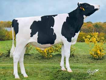 LEWY FR3442677 ur. 2.0.20 Hodowca: import z Francji Commander x FELISIO x altaiota 3 GERONIMO NL74872 ur..03.