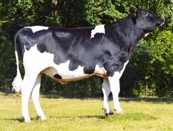 NIELS NL707440686 ur. 30.07.20 Hodowca: import z Holandii DAMARIS x NUMERO UNO x BIG TIME 38 GH SKANER PL0046