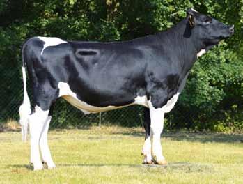 FELDMAN ET FR36622307 ur. 4.0.200 Hodowca: import z Francji OMAN x STOL JOC x JOCKO BESN PF 7 DANKO SOR PL003436636 ur. 03.04.