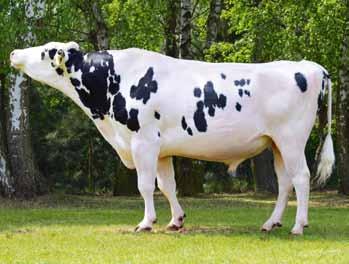 Samson PL0032246 ur. 2.02.20 Hodowca: GR E. Mazurek ALTAMETEOR x THELO x STOL JOC 2 FEUX ET FR44778843 ur. 0.0.200 Hodowca: import z Francji OMAN x SIRAC x SHOTTLE PF 7 20 2 06 02 0 0 0 23 Wartość hodowlana dla cech produkcyjnych 207/, powt.