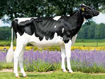 LEE NL766602 ur. 04.0.20 Hodowca: import z Holandii Altaspring x MERIDIAN x SNOWMAN 4 tarzan NL8760603 ur. 4.0.20 Hodowca: Import z Holandii silver x mogul x SUPERSTITION 3 23 34 8 2 23 2 8 36 Wartość hodowlana dla cech produkcyjnych 207/, powt.