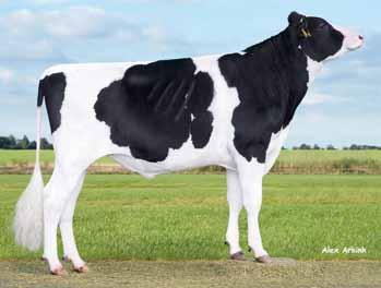 IMPERATOR NL7670828 ur. 8.06.203 Hodowca: import z Holandii MOGUL x OMAN x SHOTTLE 27 JAGUAR DE0770047 ur. 4.06.204 Hodowca: import z Niemiec CHEVROLET x GOFAST x BOLTON 33 3 24 07 6 6 2 24 Wartość hodowlana dla cech produkcyjnych 207/, powt.