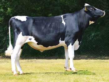 LUKSUS FR22284232 ur. 08.0.20 Hodowca: import z Francji PRESIDENT x MOGUL x THELO 33 SKALD PL00326234 ur. 0.02.